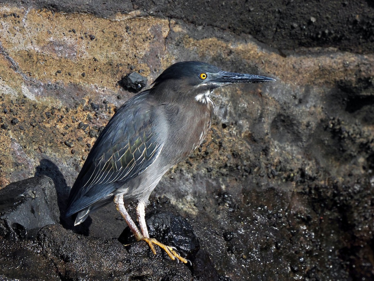 Striated Heron (Galapagos) - ML617561138