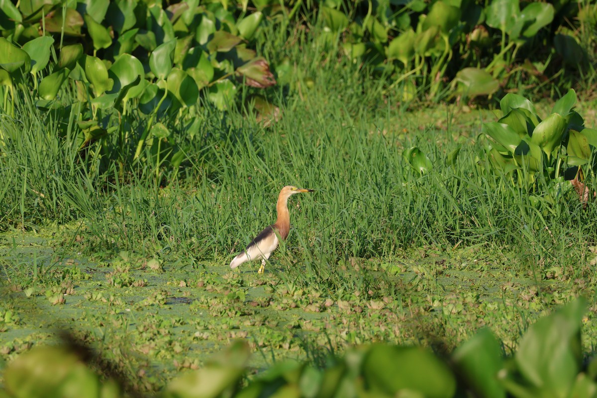 Javan Pond-Heron - Akekachoke Buranaanun