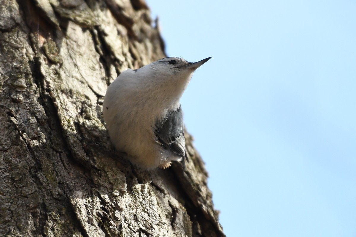 White-breasted Nuthatch - Bernard Desmeules