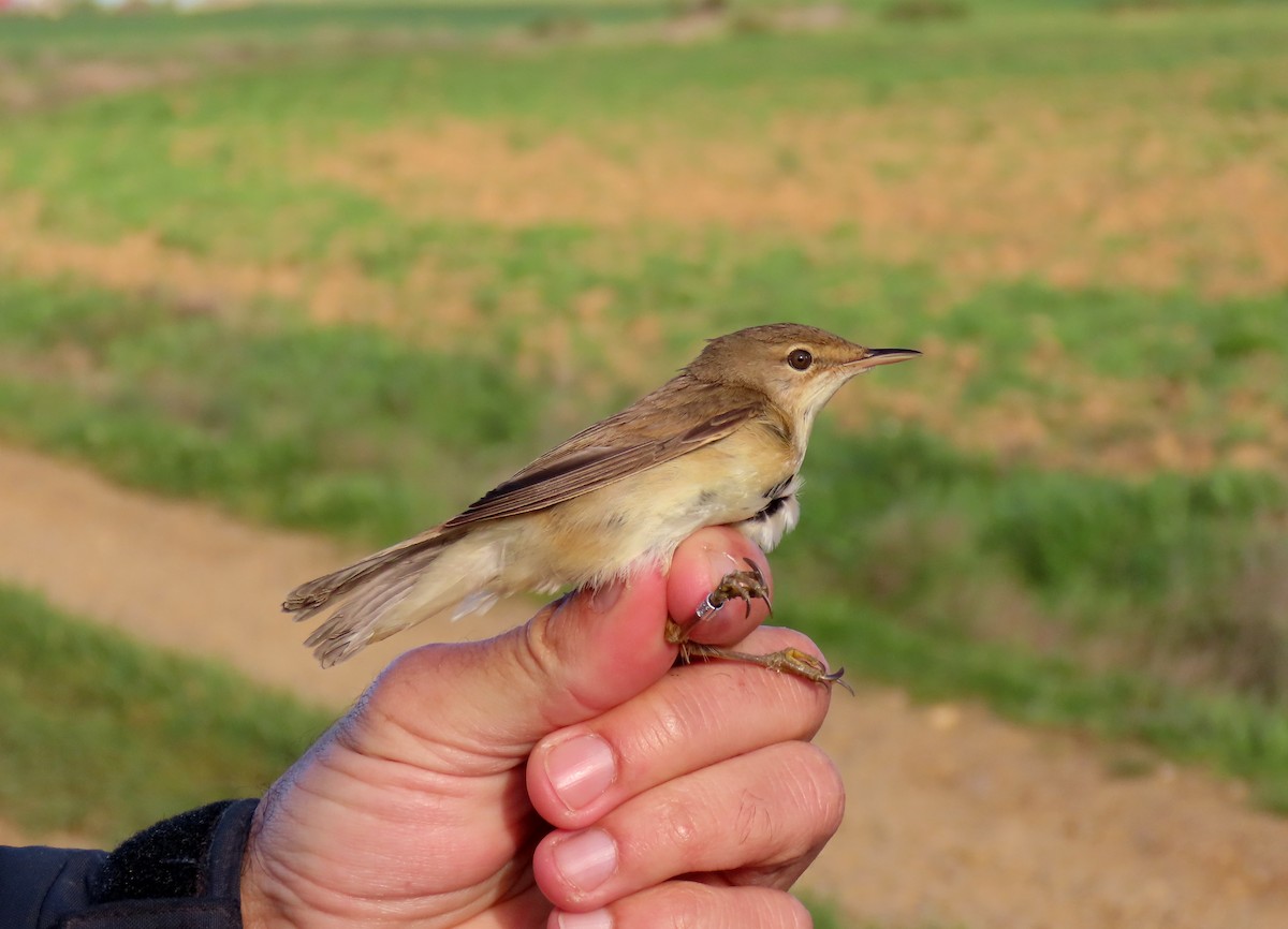 Common Reed Warbler - ML617561189