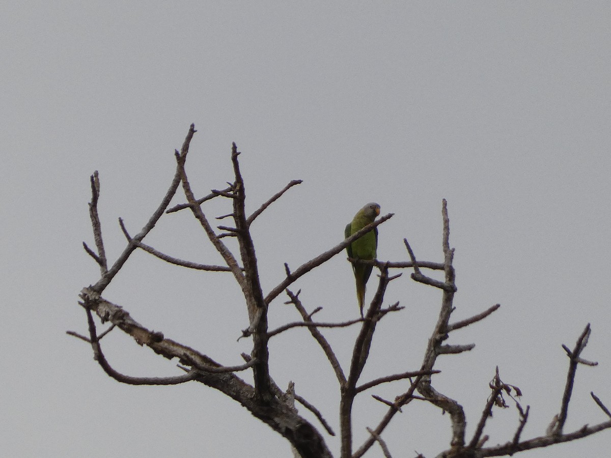 Blossom-headed Parakeet - ML617561223