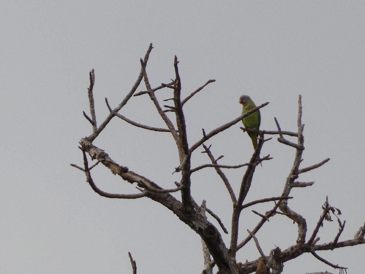 Blossom-headed Parakeet - ML617561224