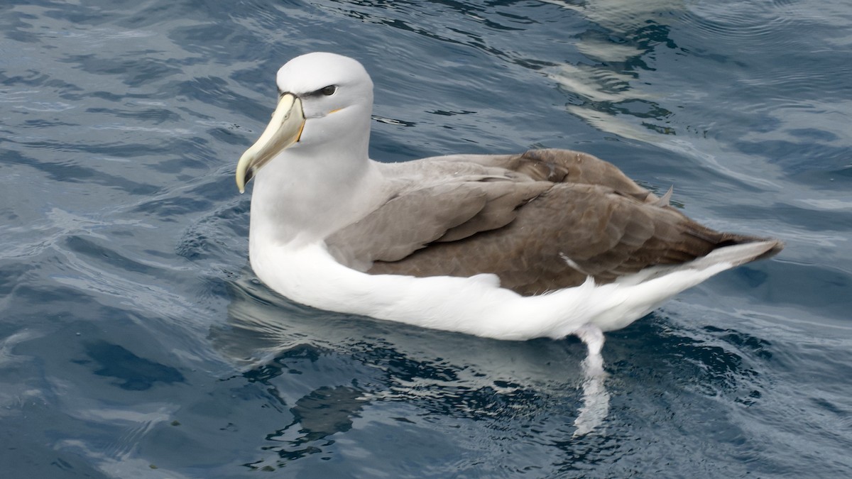 Salvin's Albatross - ML617561337
