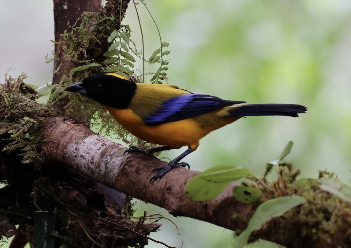 Black-chinned Mountain Tanager - ML617561341