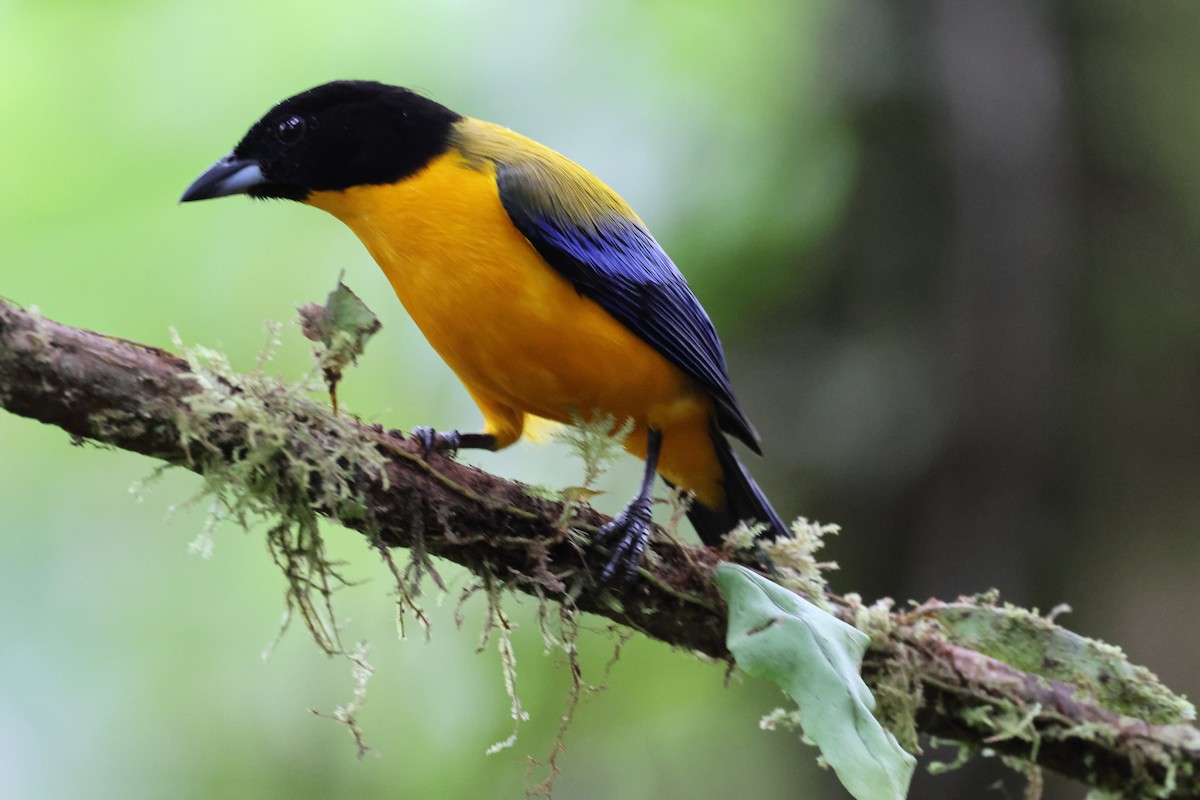 Black-chinned Mountain Tanager - ML617561342