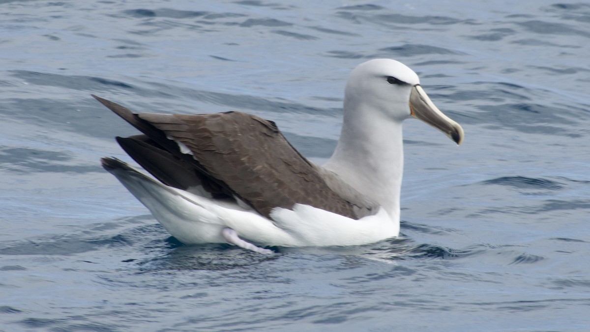 Salvin's Albatross - Jan Ekkers