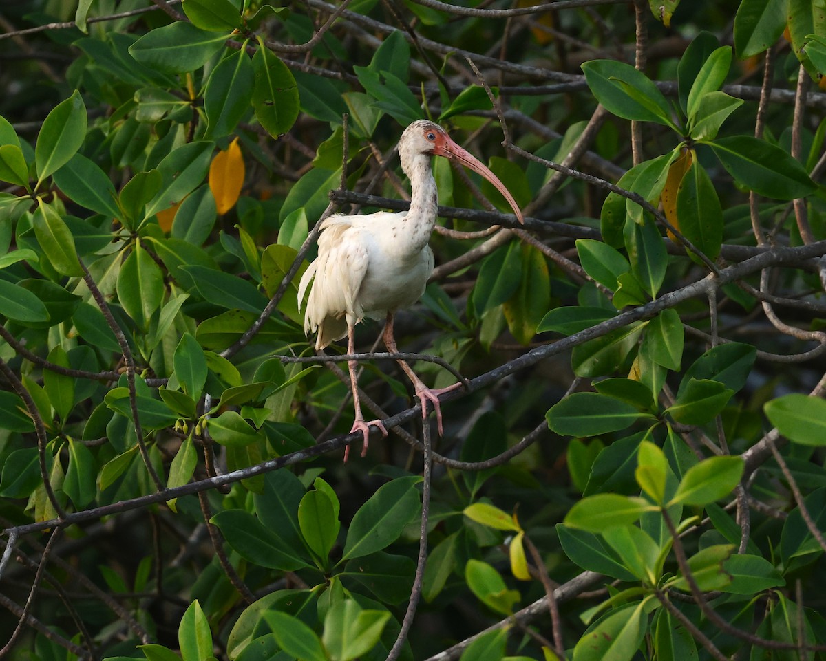 ibis bílý - ML617561365