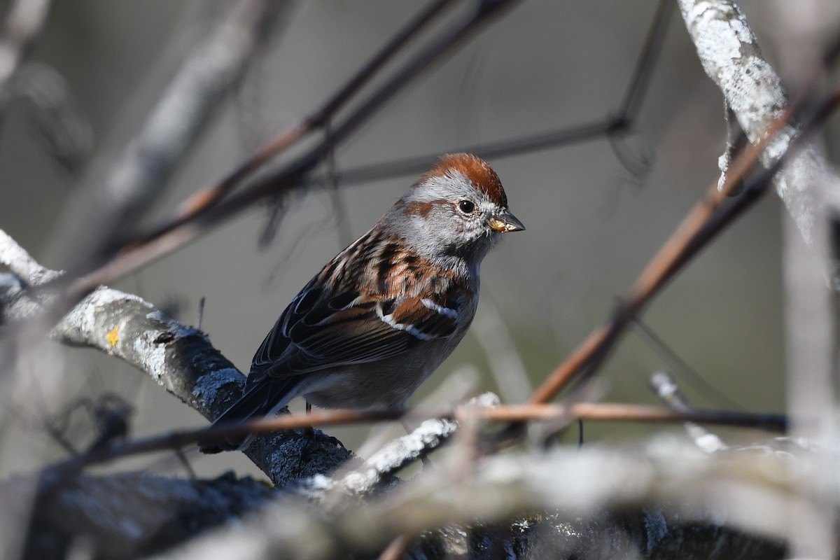 American Tree Sparrow - Pierre LeBlanc