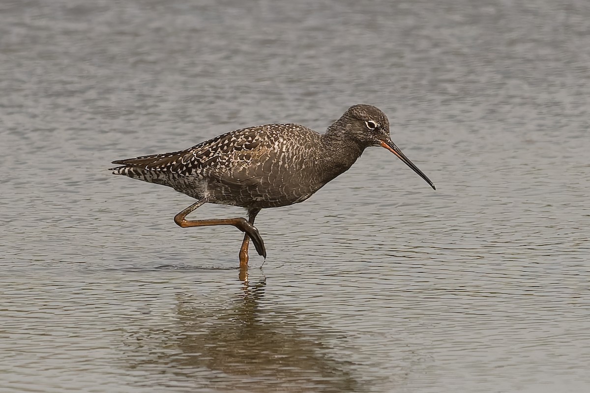 Spotted Redshank - ML617561445