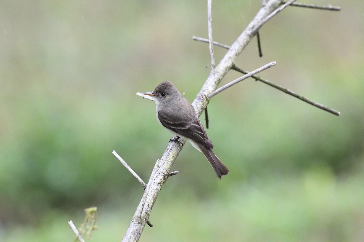 Northern Tropical Pewee - terence zahner