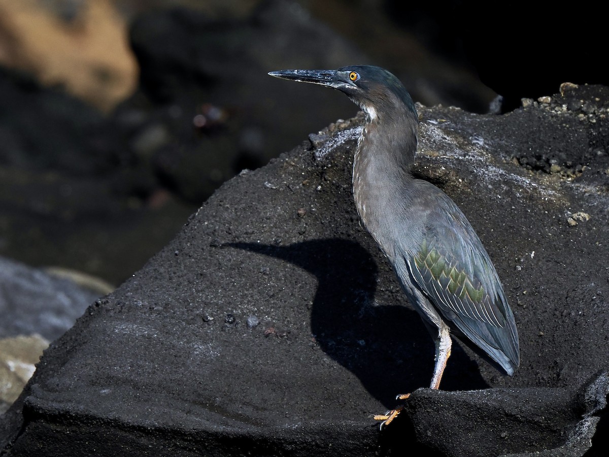 Striated Heron (Galapagos) - Gabriel Willow
