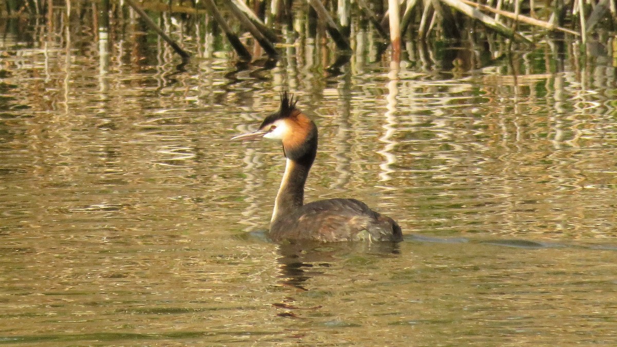 Great Crested Grebe - ML617561530