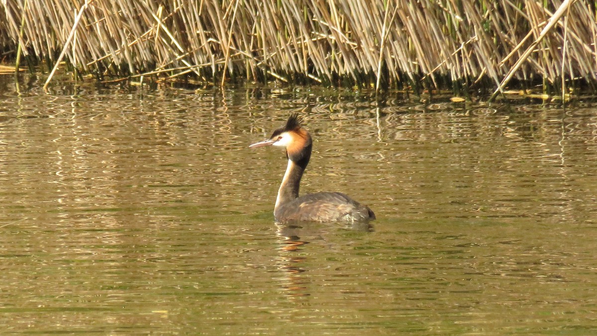 Great Crested Grebe - ML617561531