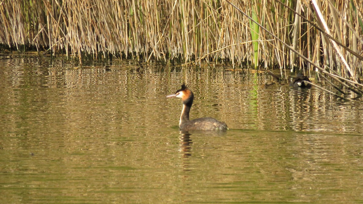 Great Crested Grebe - ML617561532