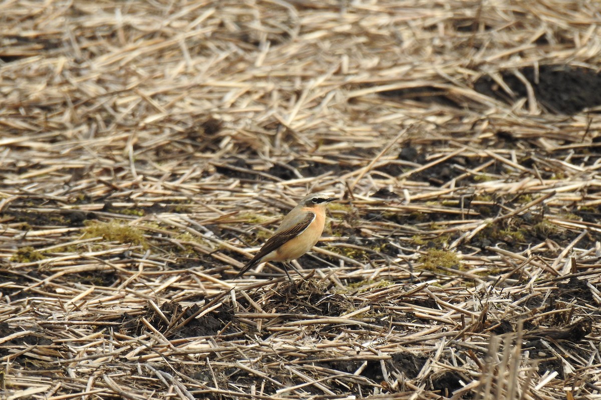 Northern Wheatear - Peter Hines