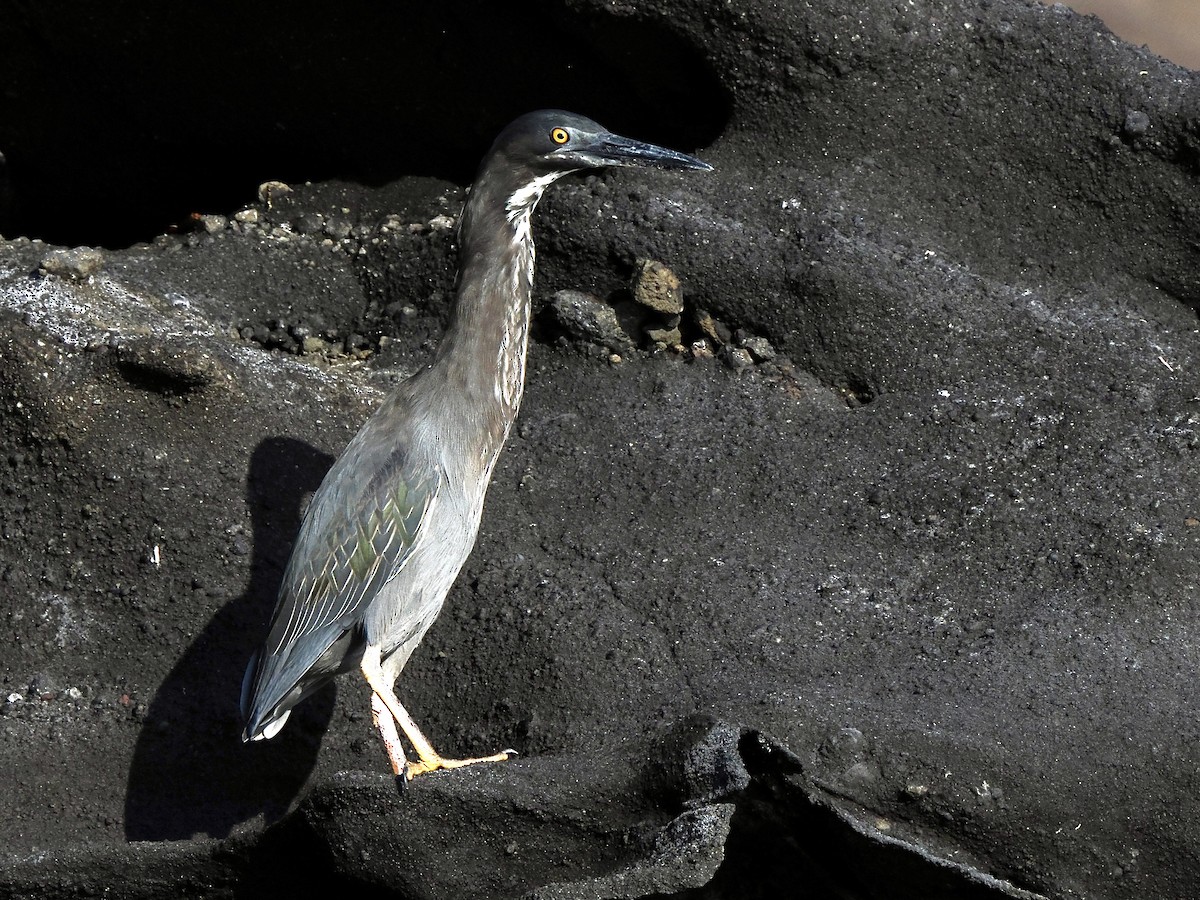 Striated Heron (Galapagos) - ML617561576