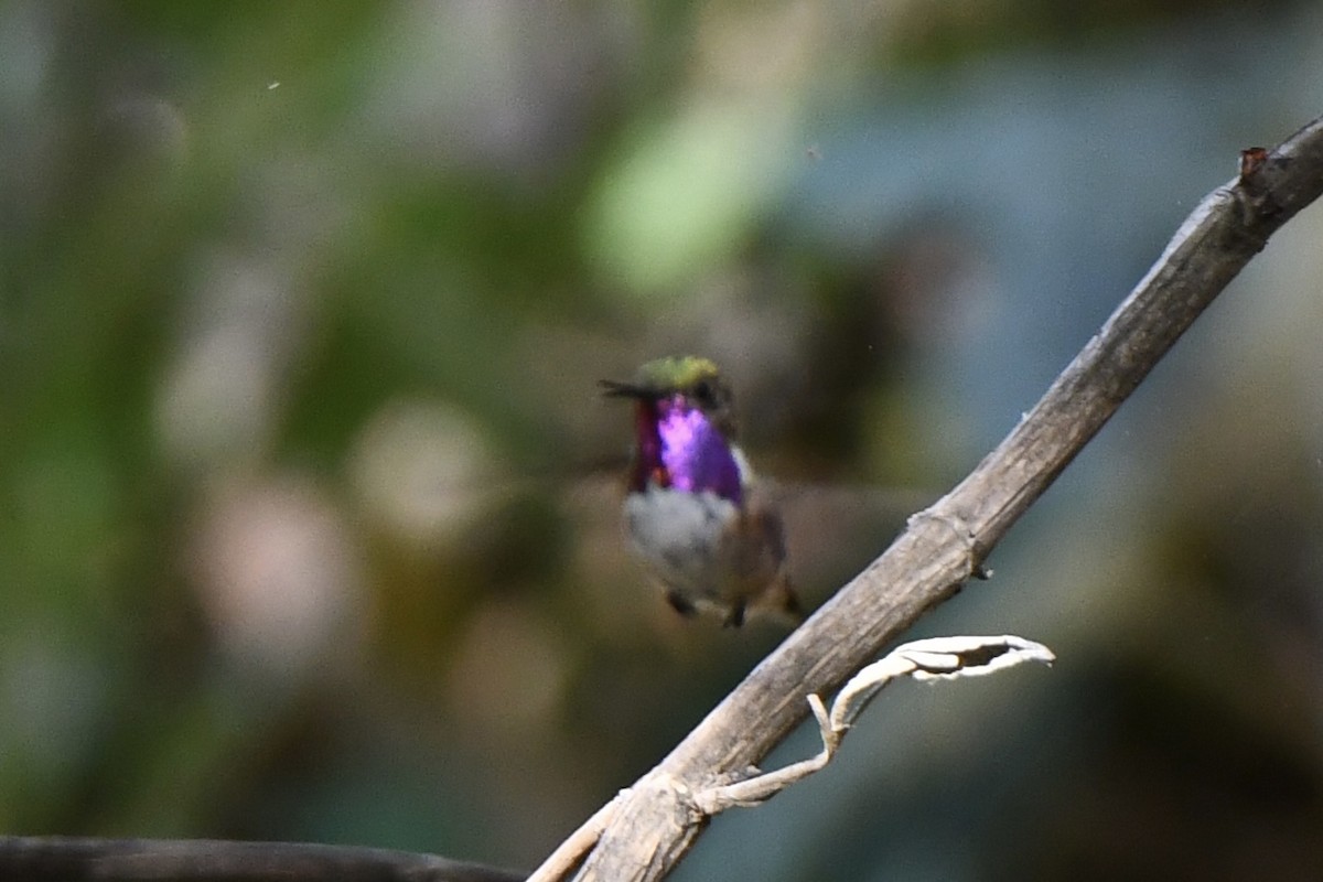 Bumblebee Hummingbird - ML617561624