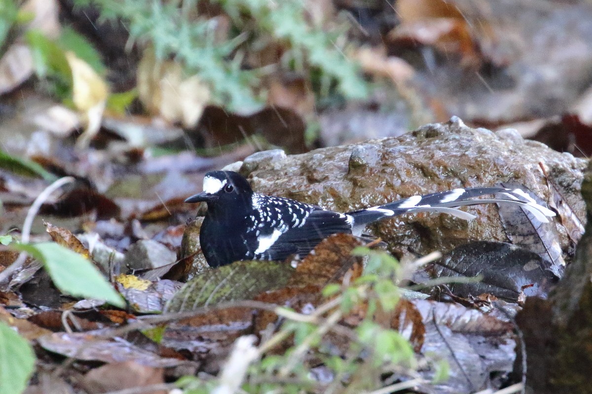 Spotted Forktail - ML617561629