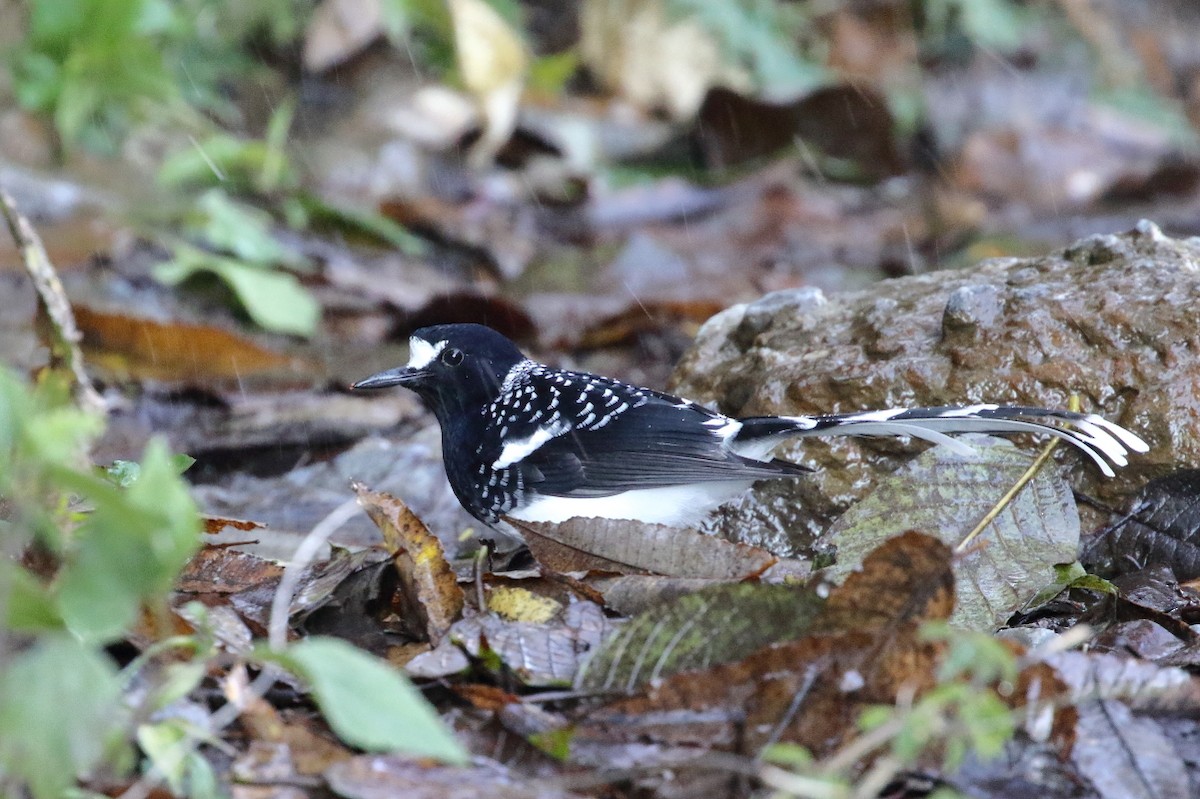 Spotted Forktail - ML617561630