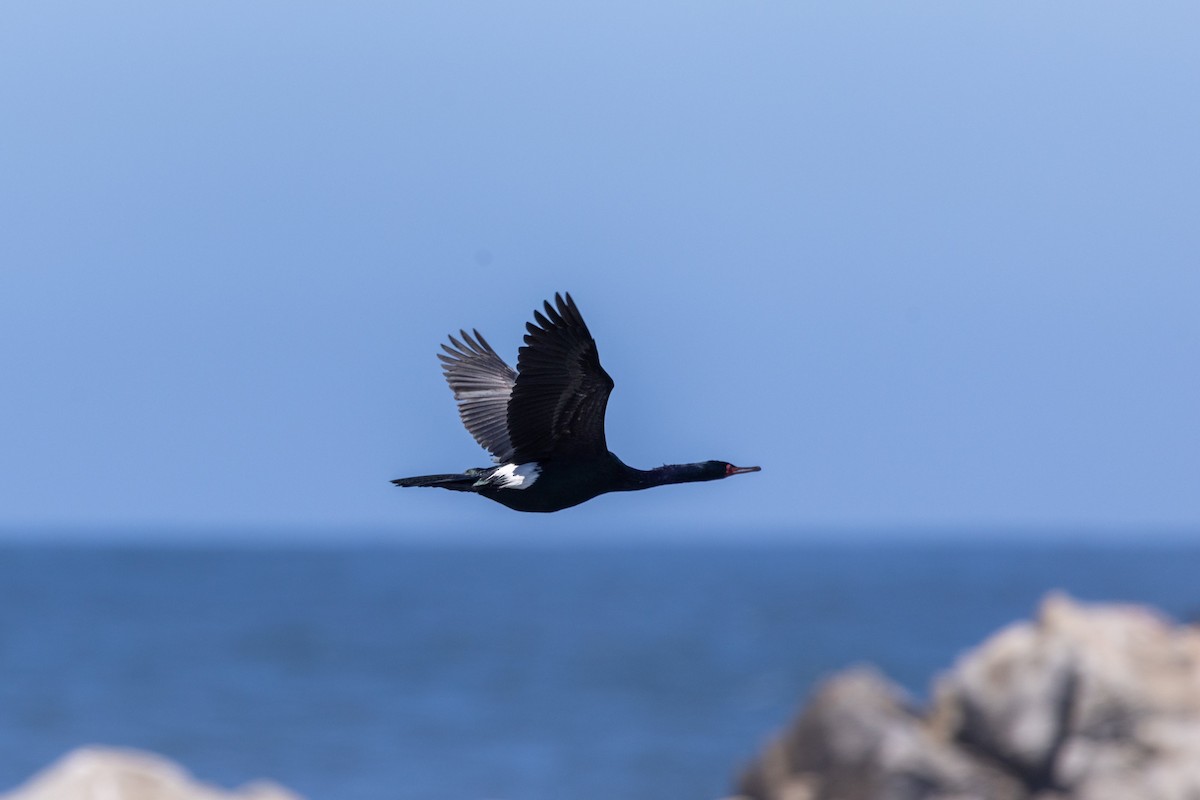 Pelagic Cormorant - Stinky Bird