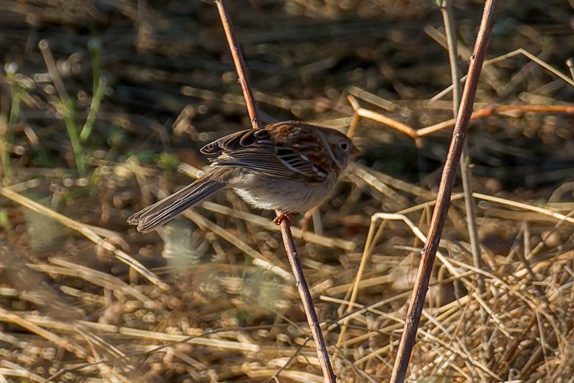 Field Sparrow - ML617561680
