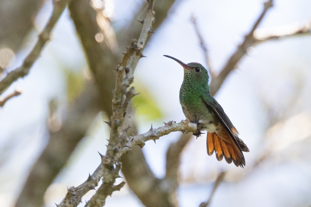 Rufous-tailed Hummingbird - ML617561708