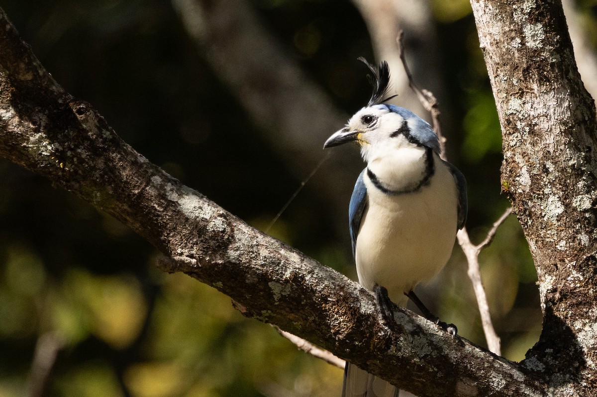 White-throated Magpie-Jay - ML617561722