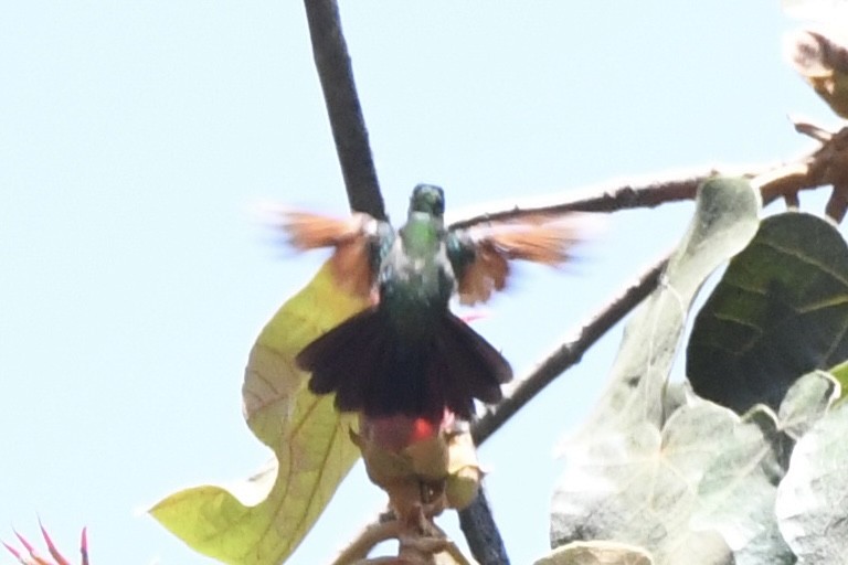 Garnet-throated Hummingbird - ML617561730