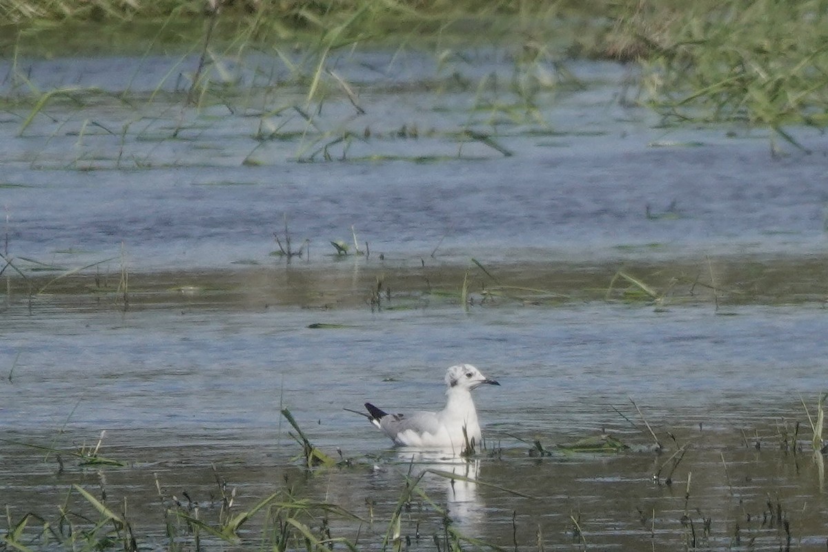 Bonaparte's Gull - Roly Pitts