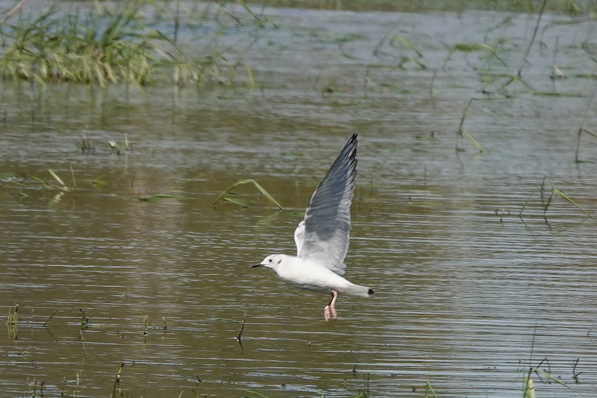 Bonaparte's Gull - Roly Pitts