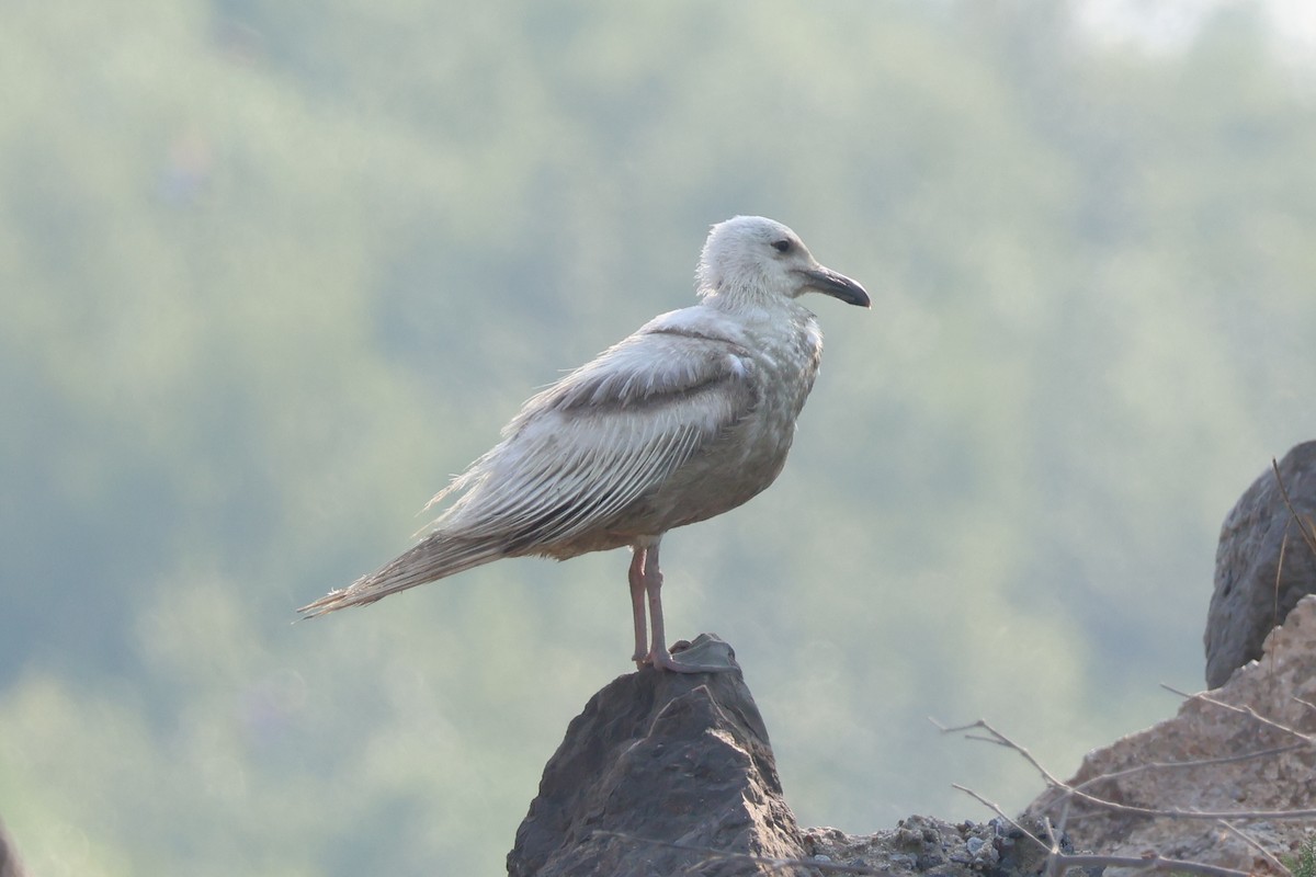 Ebird Checklist - 18 Apr 2024 - Phanthai Norasing Non-hunting Area 