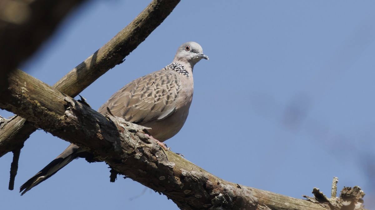 Spotted Dove - ML617561799