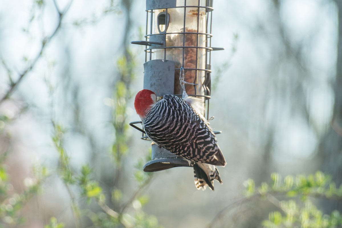Red-bellied Woodpecker - ML617561812