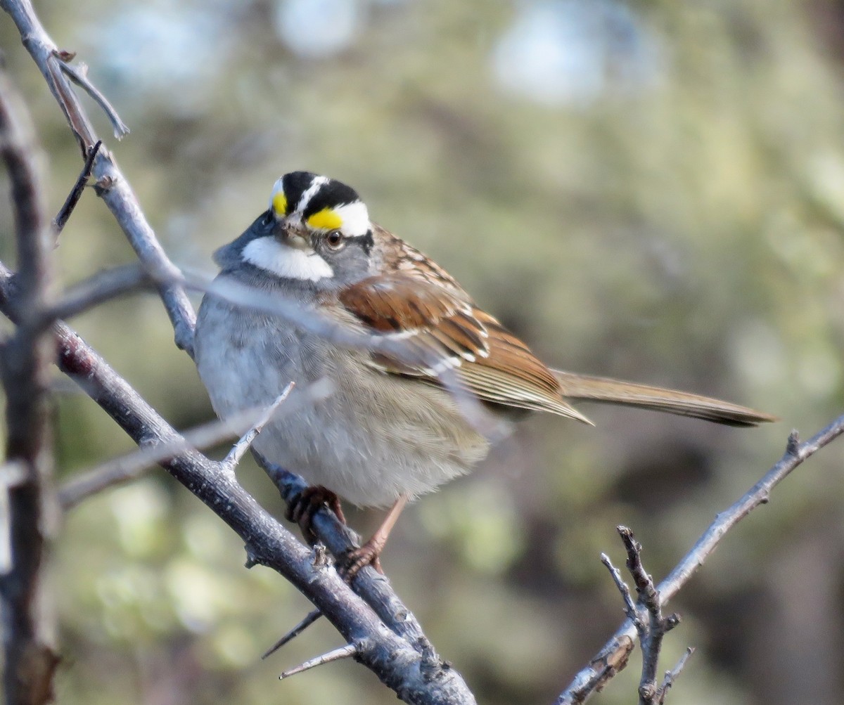 White-throated Sparrow - ML617561815