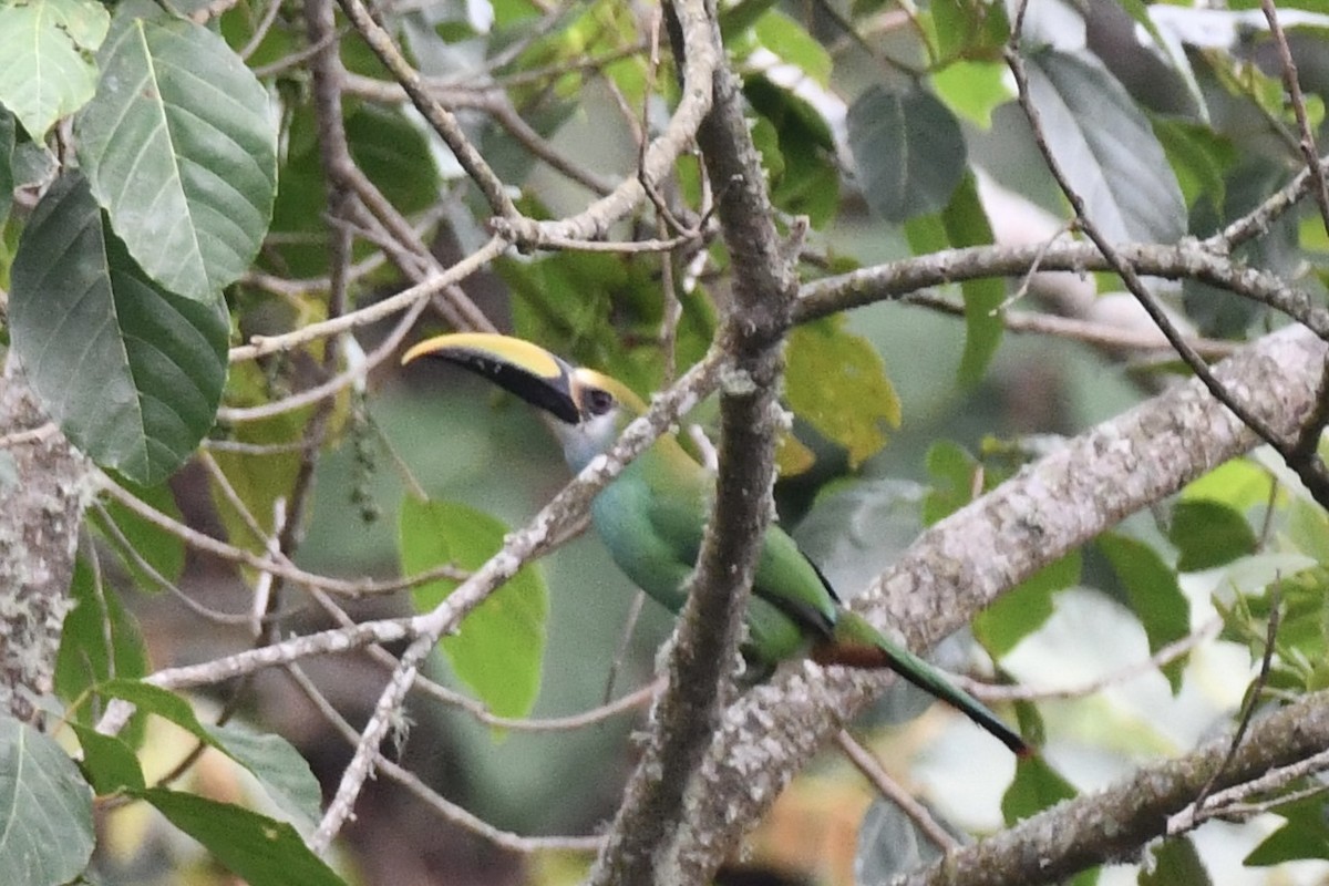Northern Emerald-Toucanet (Wagler's) - ML617561816