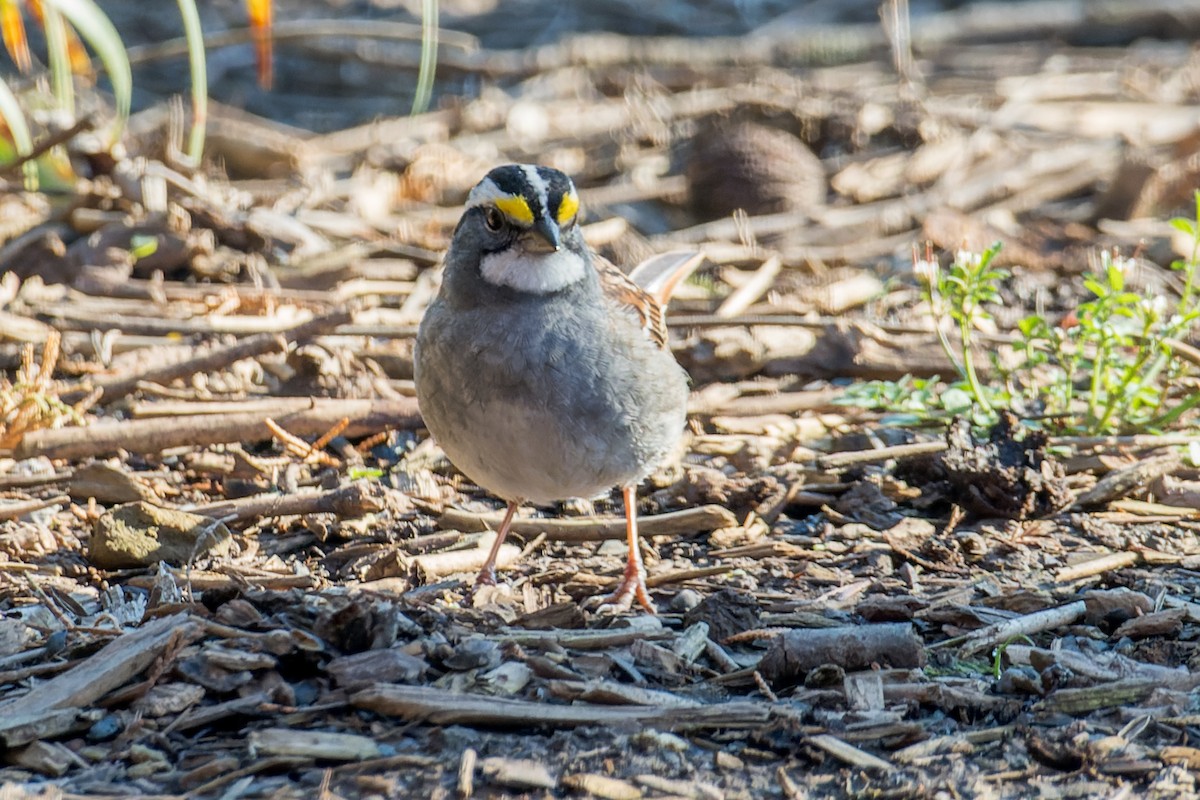 White-throated Sparrow - ML617561818