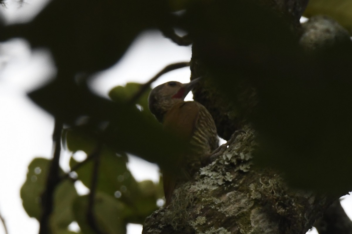 Gray-crowned Woodpecker - ML617561825