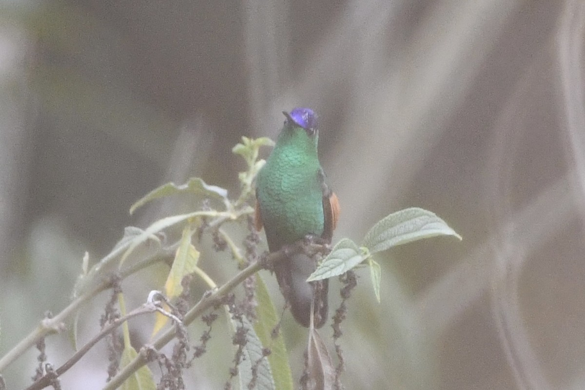 Blue-capped Hummingbird - ML617561829