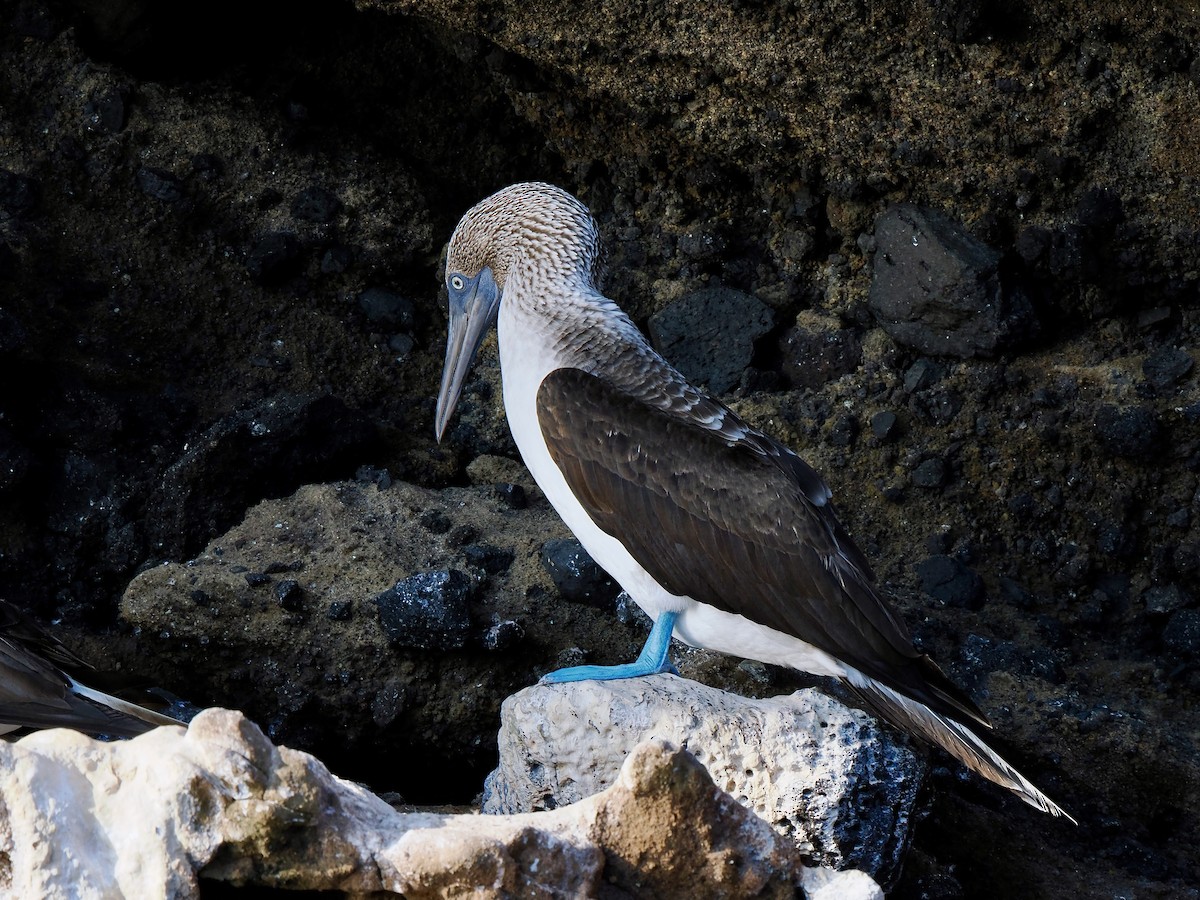 Blue-footed Booby - ML617561839