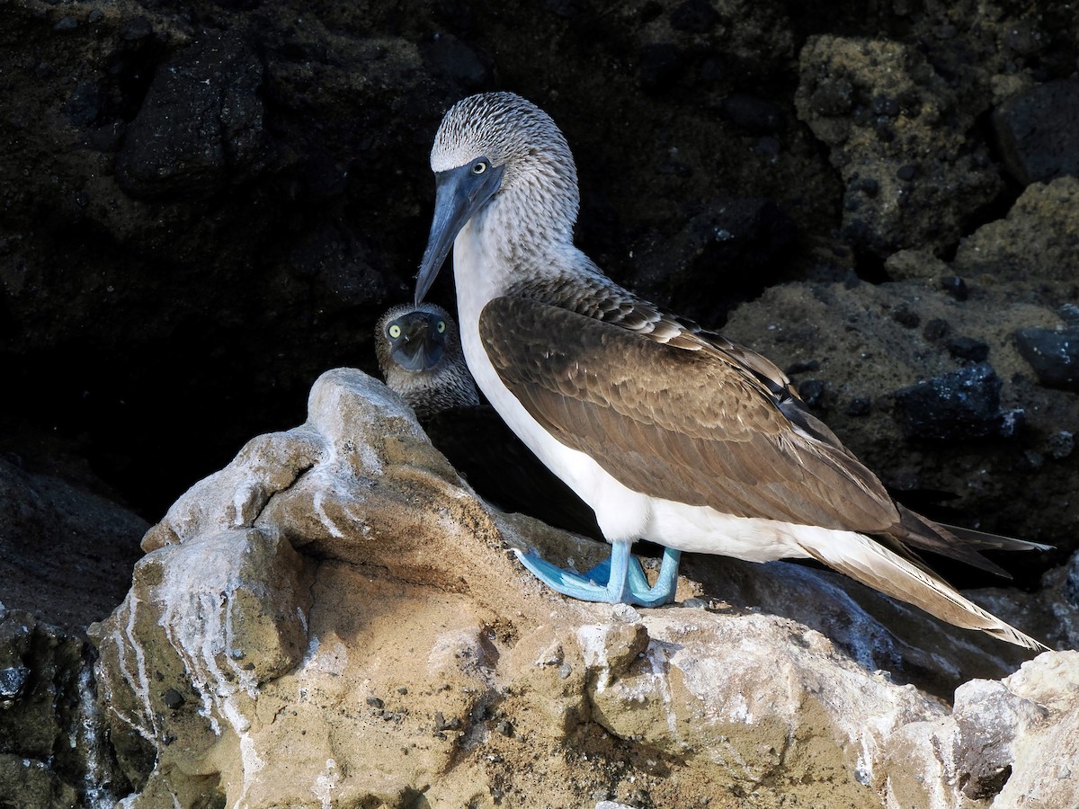 Blue-footed Booby - ML617561840