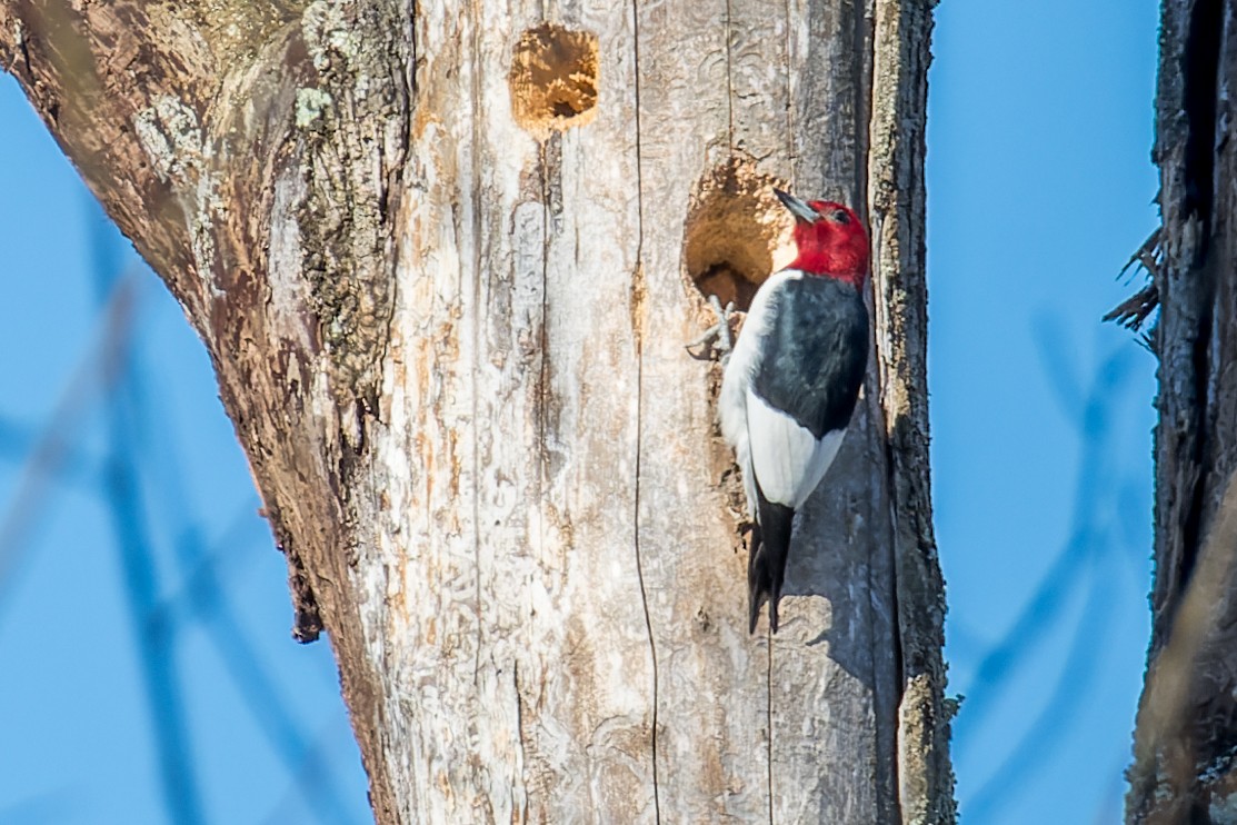 Red-headed Woodpecker - ML617561853