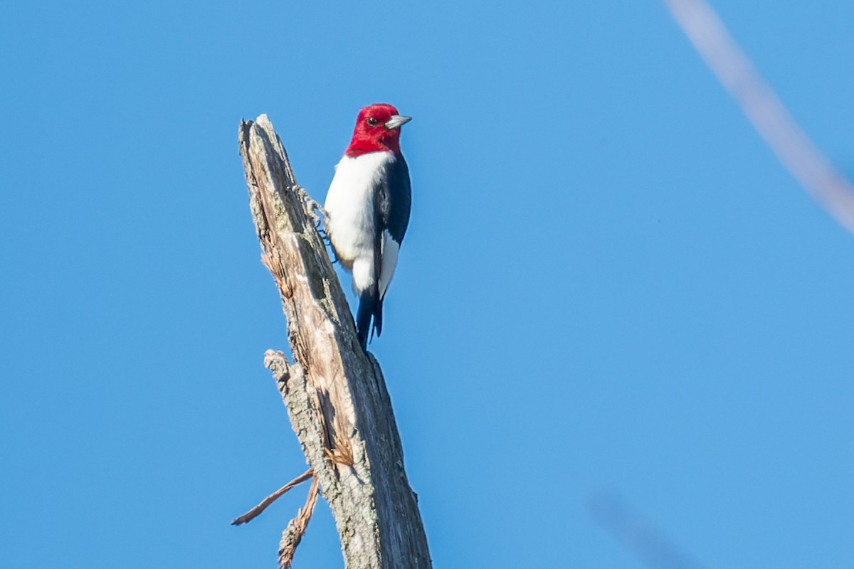 Red-headed Woodpecker - ML617561854
