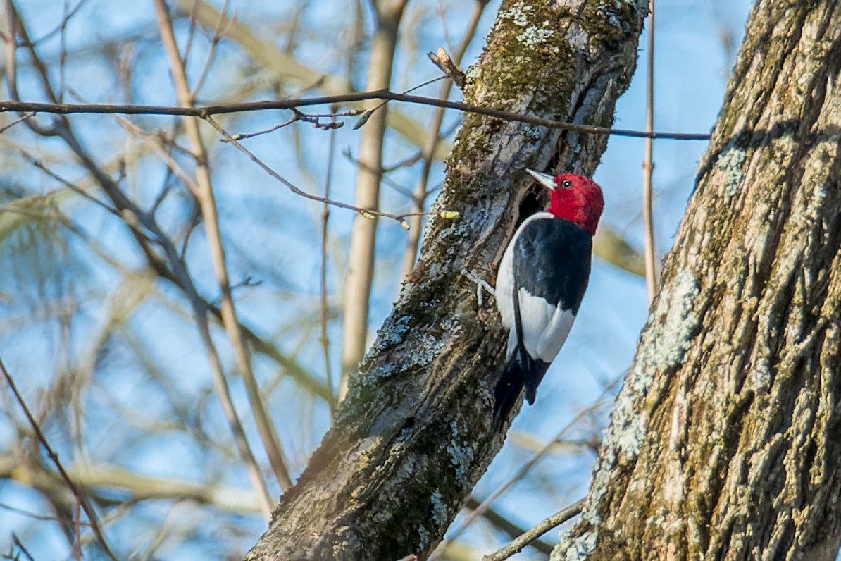 Red-headed Woodpecker - ML617561855