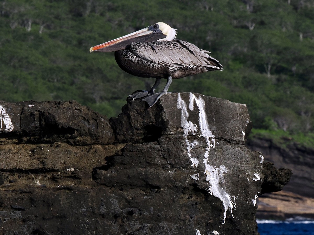 pelikán hnědý (ssp. urinator) - ML617561883