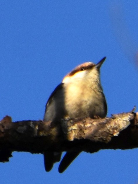 Brown-headed Nuthatch - ML617561897