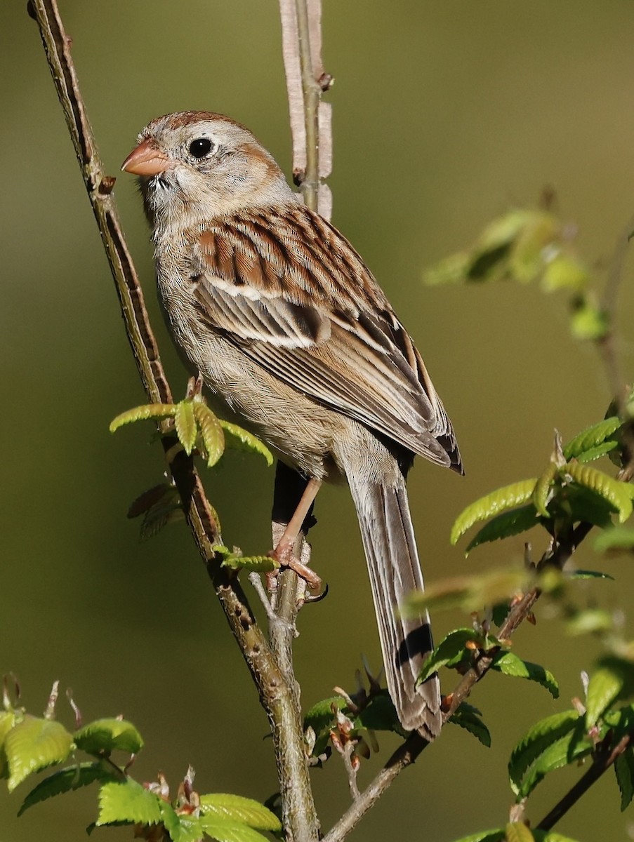 Field Sparrow - Jan Hansen