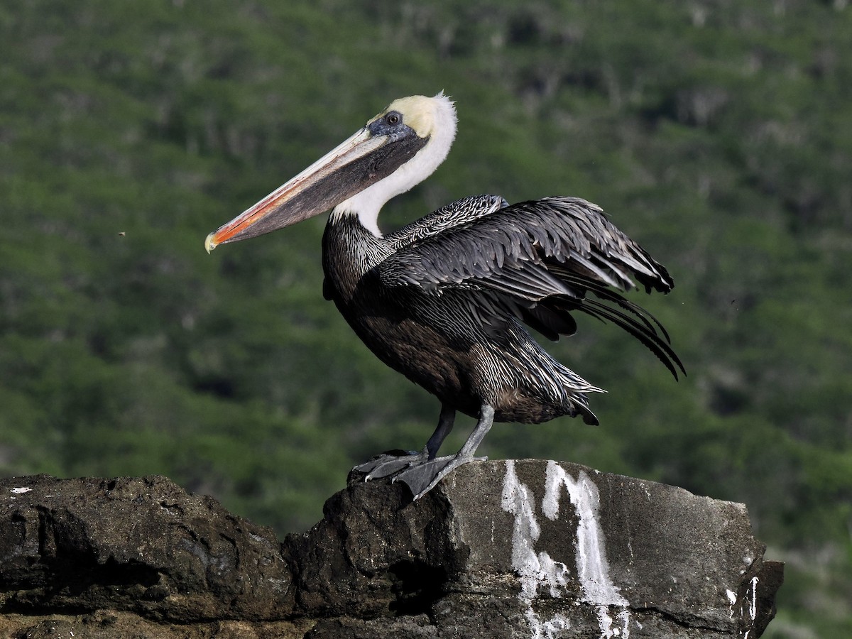 pelikán hnědý (ssp. urinator) - ML617561901