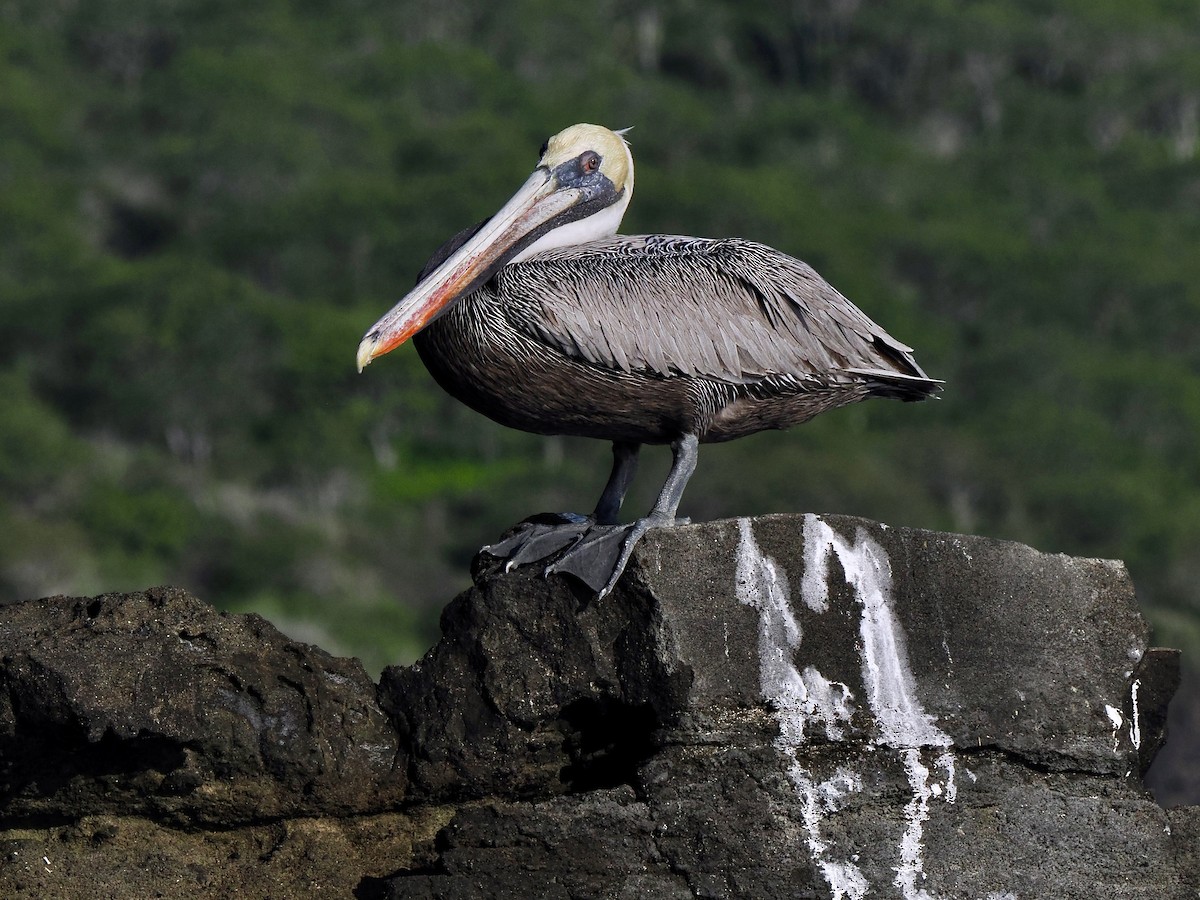 pelikán hnědý (ssp. urinator) - ML617561919