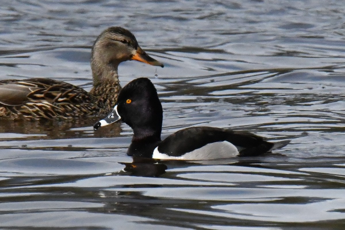 Ring-necked Duck - ML617561982