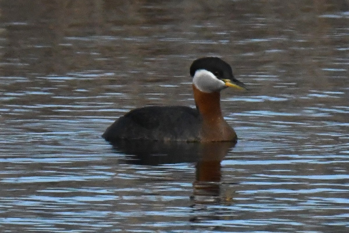 Red-necked Grebe - ML617562023